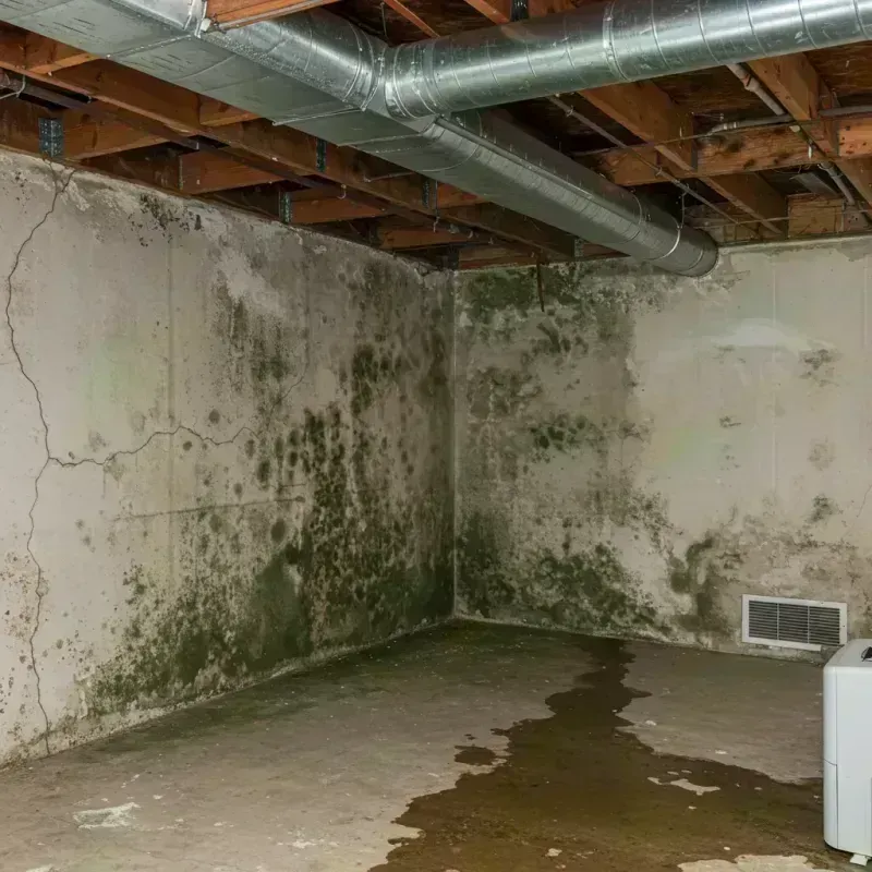 Professional Mold Removal in Washington County, MS